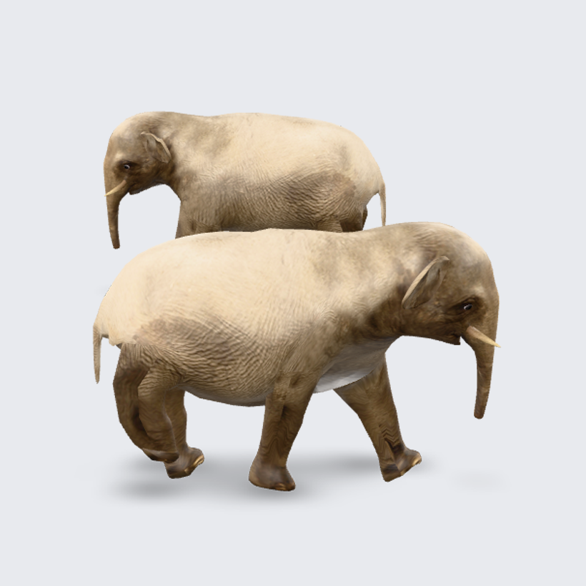 ar_elephants_asia_walking