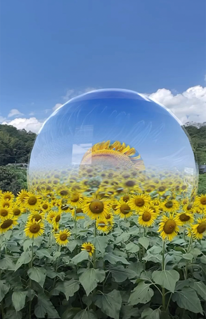 ARsunflower