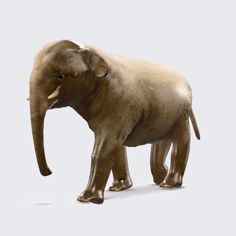 elephant_asia_02